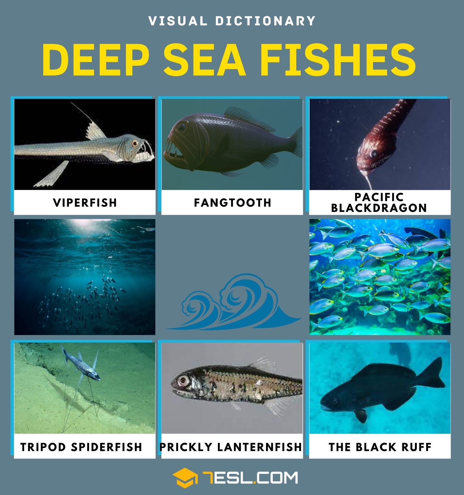 Collection 32+ Wallpapers of all the fish in the sea Excellent