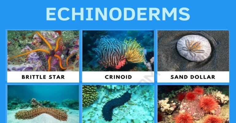 Echinoderms: List of Beautiful Echinoderms with Facts • 7ESL