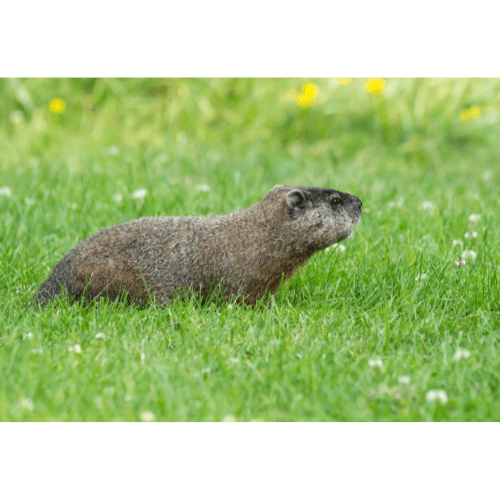 Omnivore Names and List of Omnivorous Animals in English • 7ESL