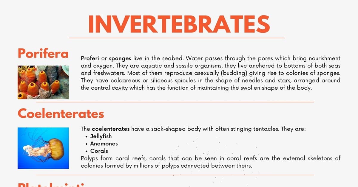 Invertebrates What Are Invertebrates? 8 Groups of Invertebrate Animals • 7ESL