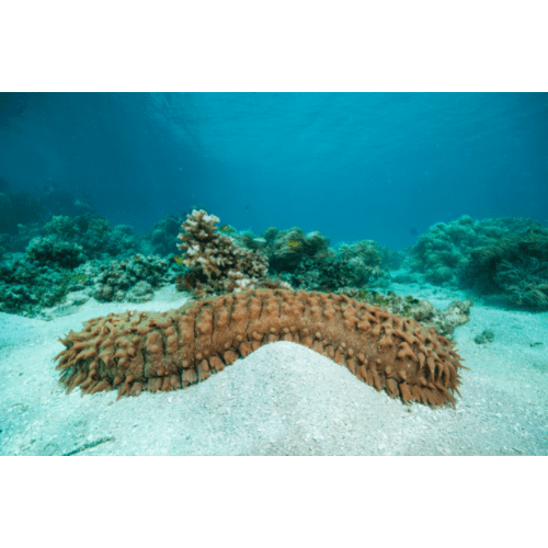 List 104+ Pictures Images Of Sea Cucumbers Full HD, 2k, 4k