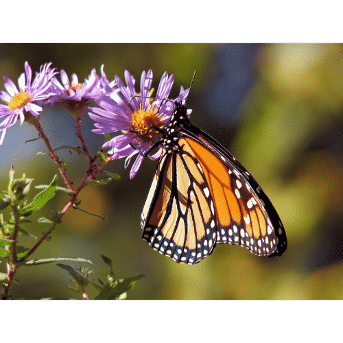 Invertebrates What Are Invertebrates? 8 Groups of Invertebrate