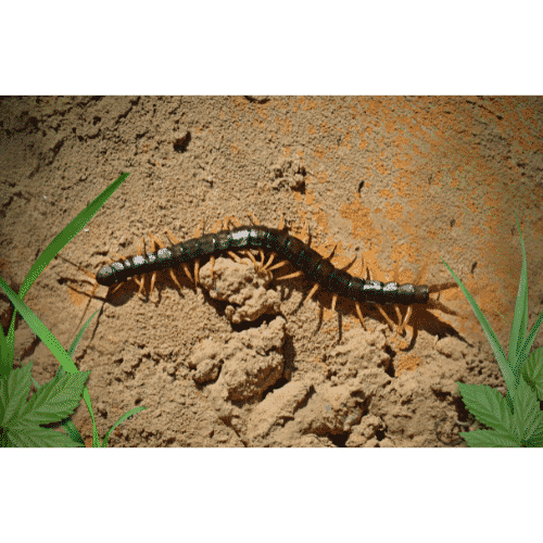 Invertebrates Animals Names