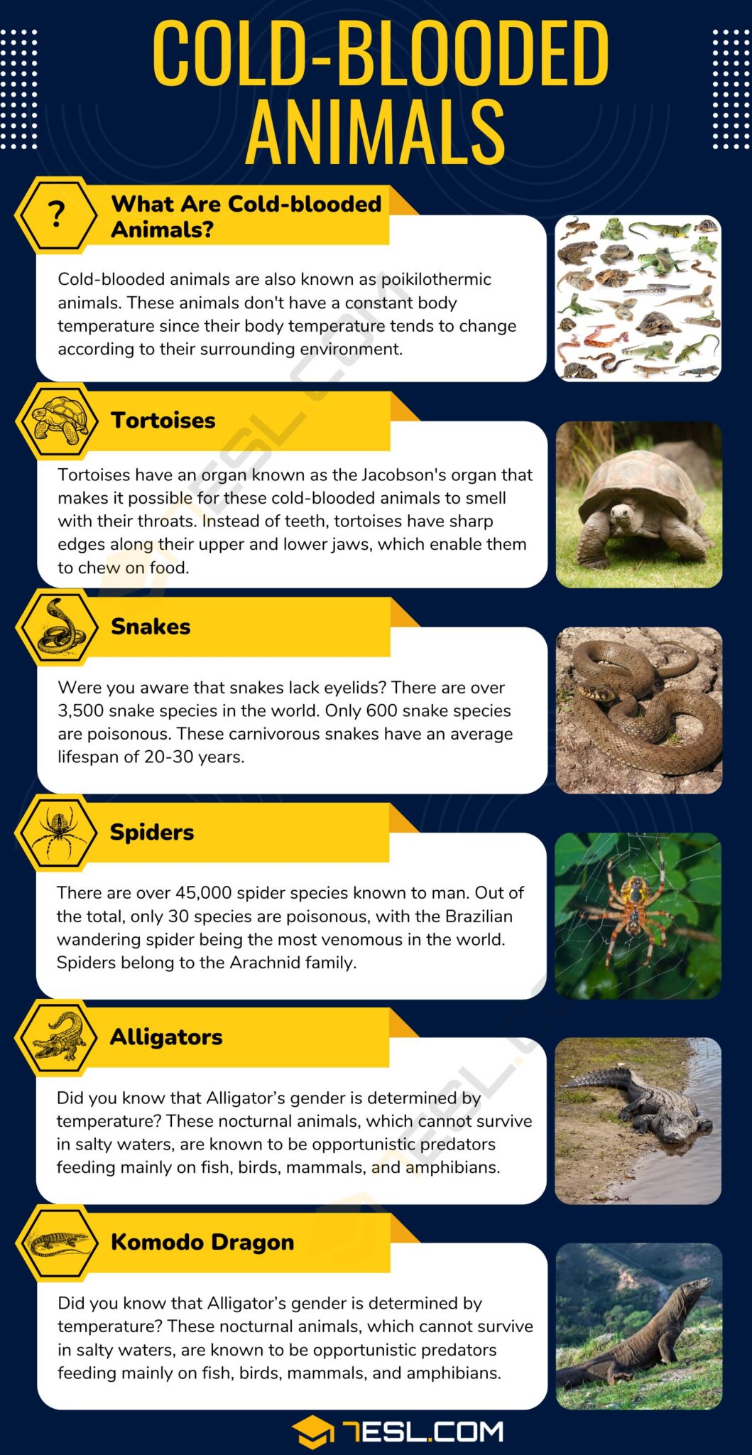 Chart Of Cold Blooded Animals