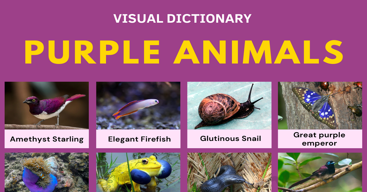 List of 47 Interesting Purple Animals in English • 7ESL