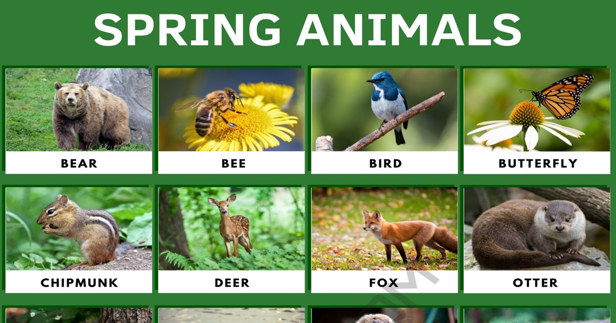 Spring Animals 25+ Adorable Animals of Spring Season in English • 7ESL