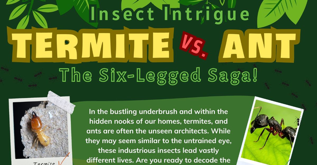 Termite vs. Ant Identifying the Key Differences • 7ESL