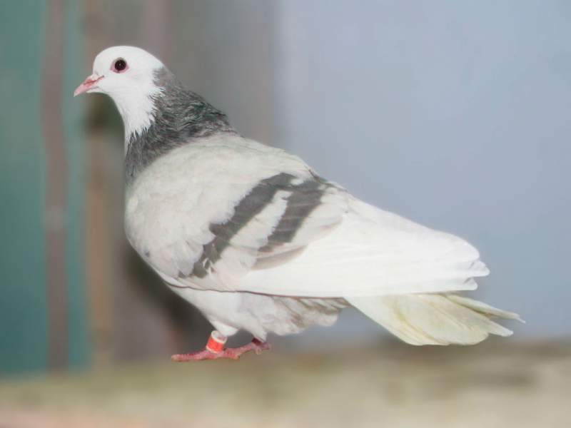 какая порода голубей летает выше и дольше. Смотреть фото какая порода голубей летает выше и дольше. Смотреть картинку какая порода голубей летает выше и дольше. Картинка про какая порода голубей летает выше и дольше. Фото какая порода голубей летает выше и дольше какая порода голубей летает выше и дольше. Смотреть фото какая порода голубей летает выше и дольше. Смотреть картинку какая порода голубей летает выше и дольше. Картинка про какая порода голубей летает выше и дольше. Фото какая порода голубей летает выше и дольше