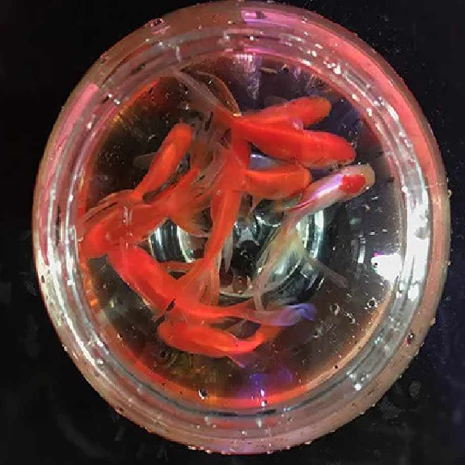 Magic Goldfish Bowl (Small) 7 Magic Inc