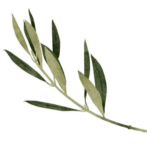 Beneficios de la Hoja de Olivo para la Salud 800 Olivos