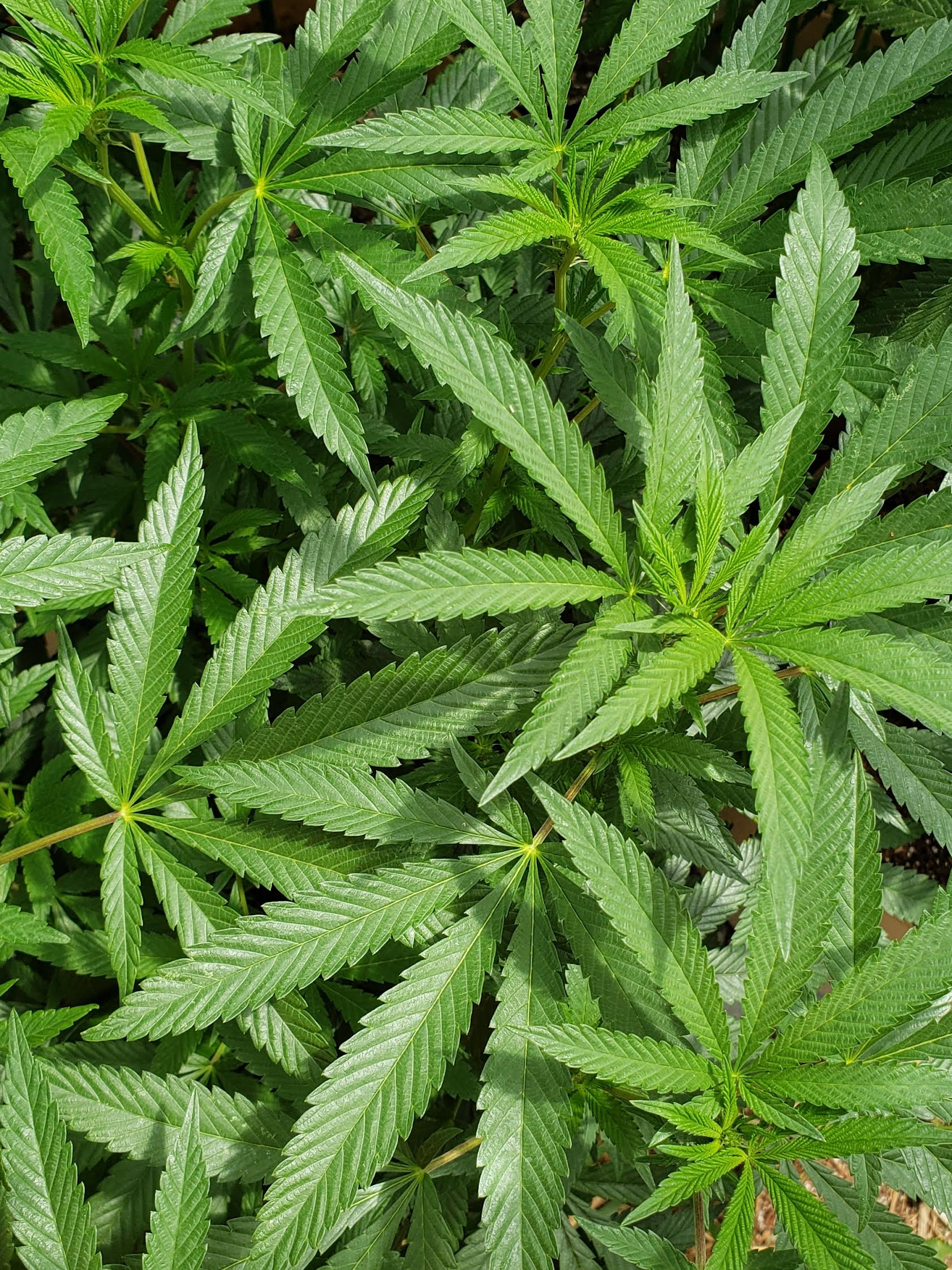 808 Kush Mints Medicinal Cannabis Seeds