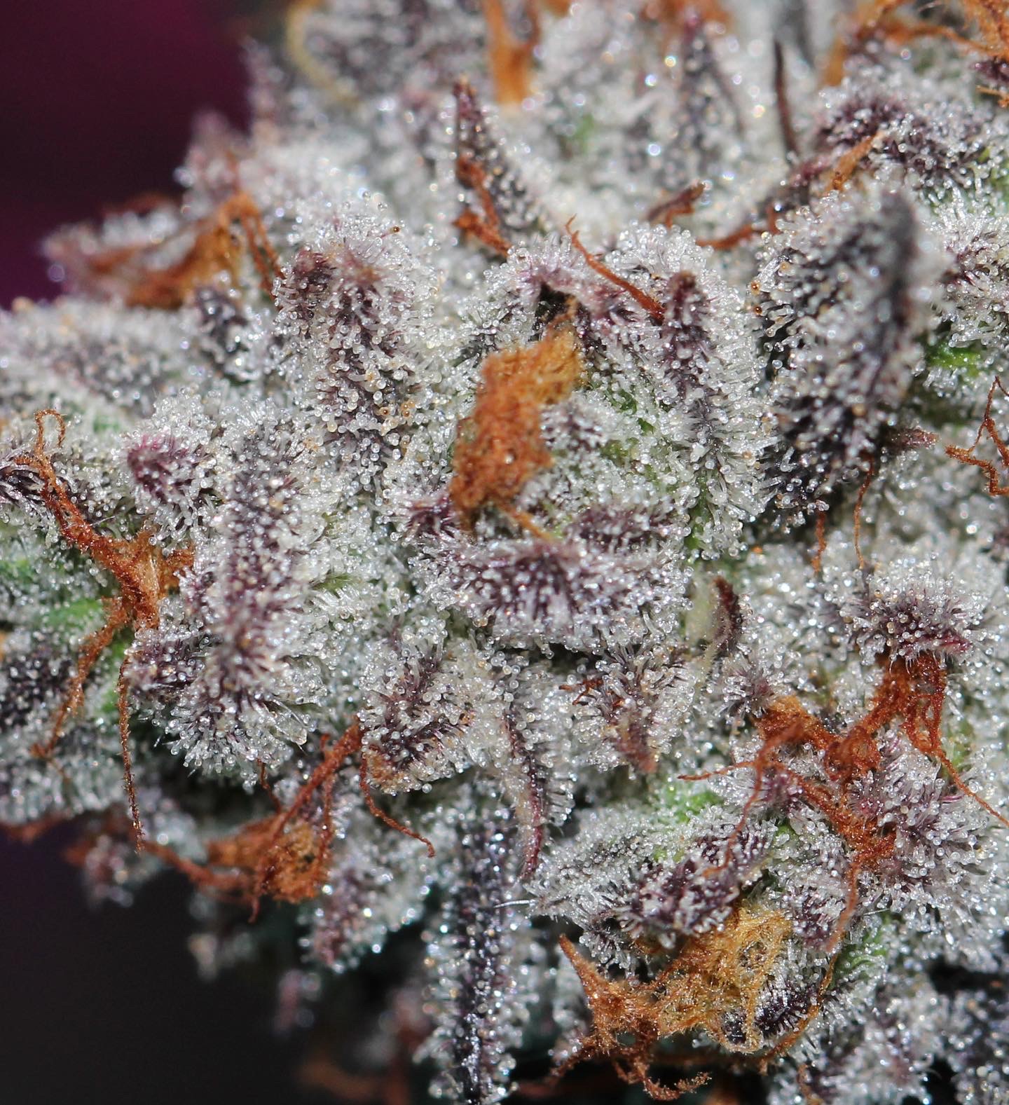 808 Peanut Butter Breath Medicinal Cannabis Seeds