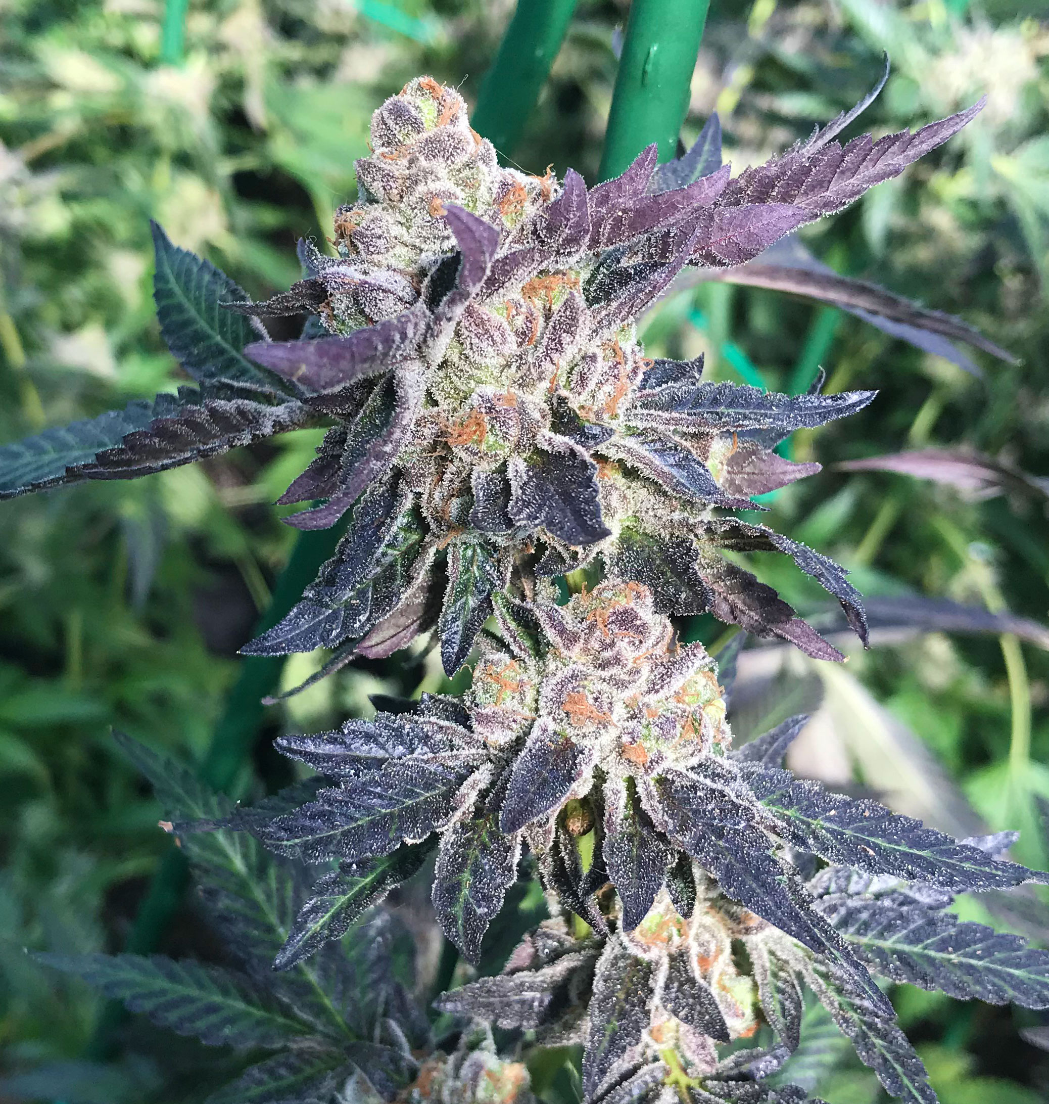 808 Purple Punch Medicinal Cannabis Seeds