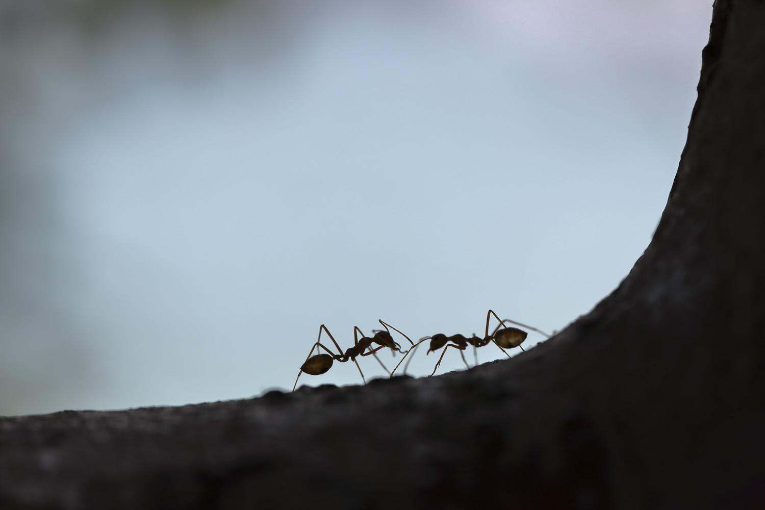 carpenter ants in trees texas Slew Blogging Lightbox