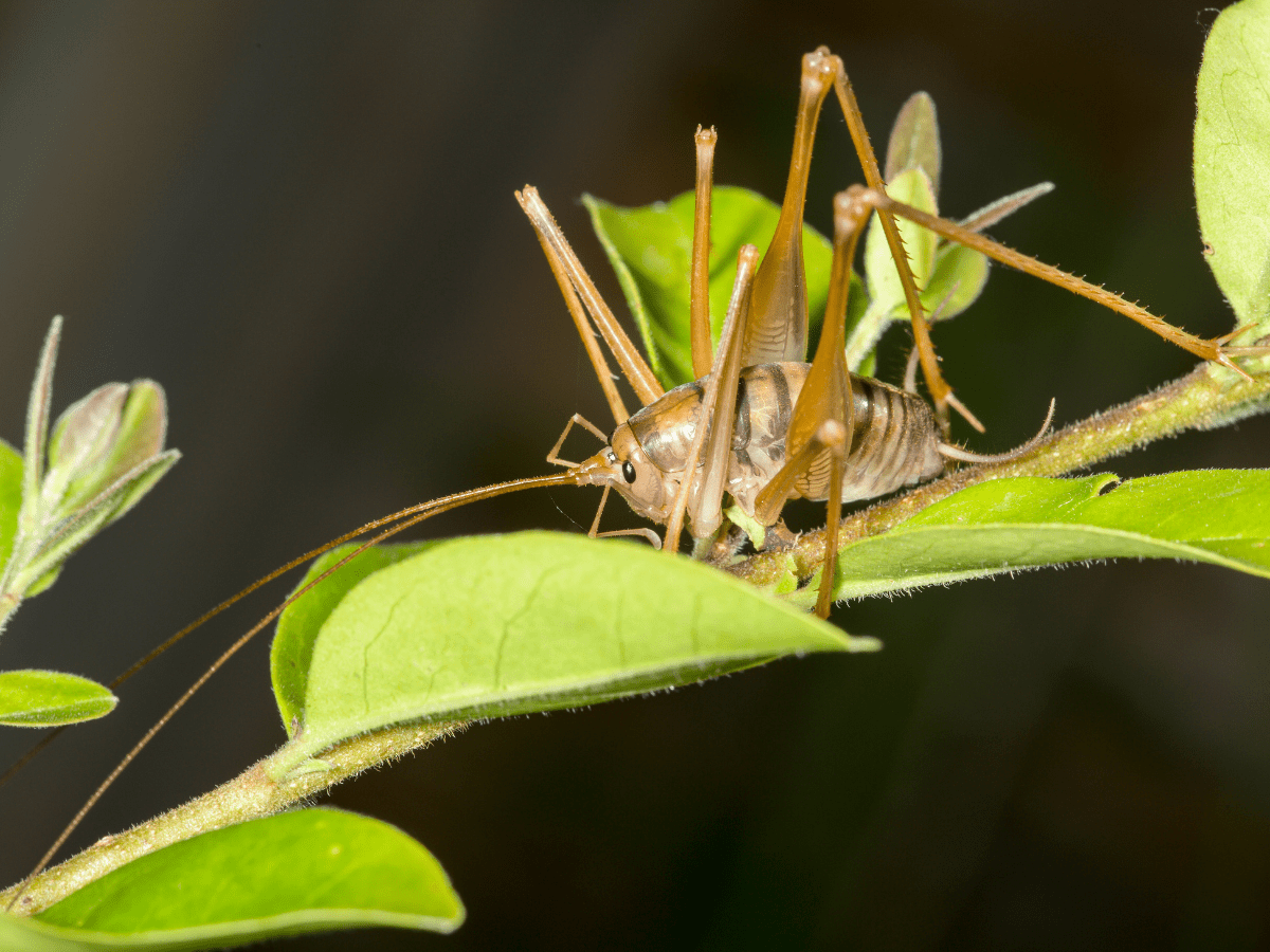 Spider crickets are real, & you don't want them in your home.