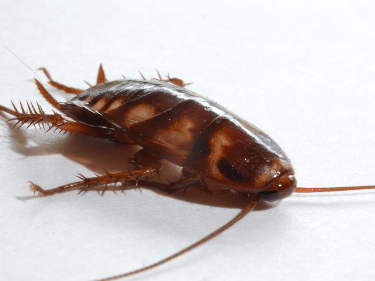 Palmetto Bugs a.k.a waterbug 855Bugs Pest Control & Exterminators