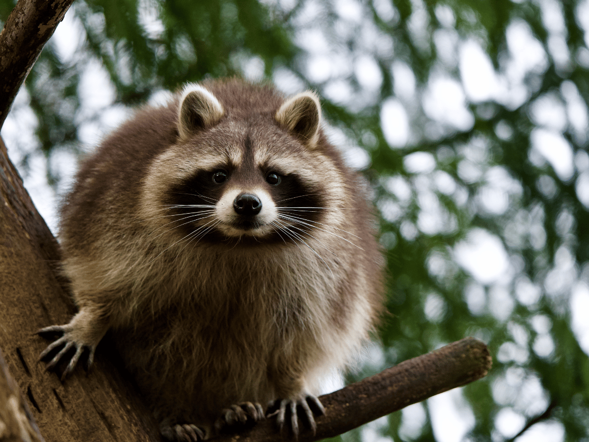 How to Get Rid of Raccoons 855Bugs Pest Control & Exterminators