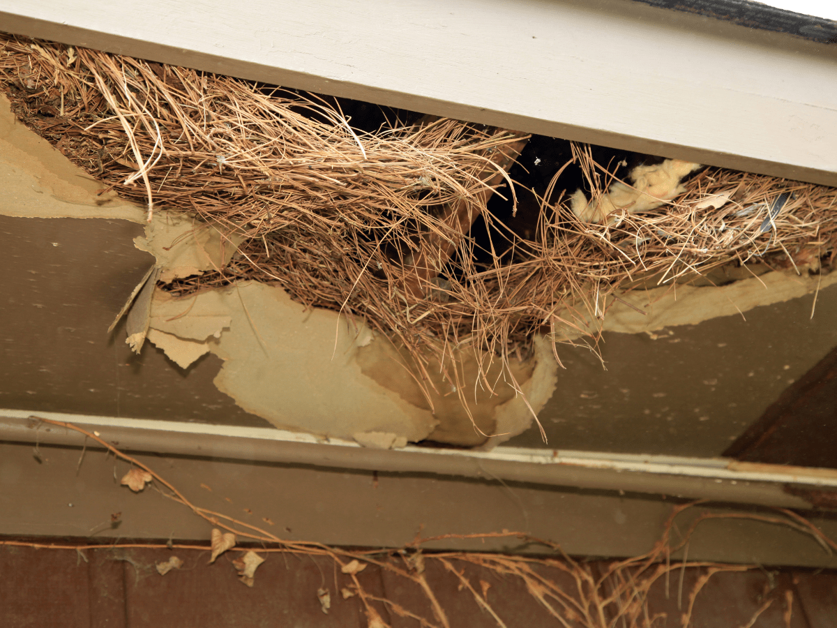Damage Caused By Rodents 855Bugs Pest Control & Exterminators