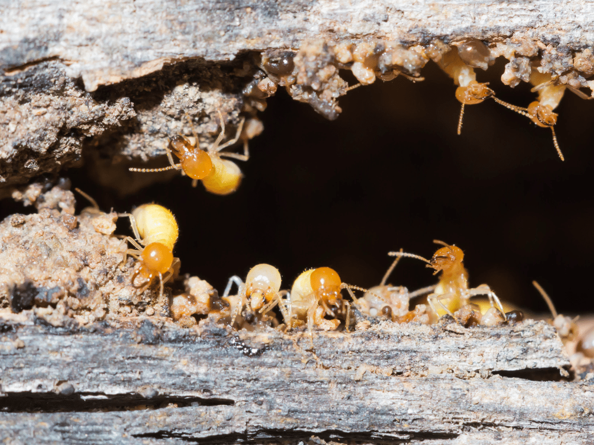 Drywood Termites 855Bugs Pest Control & Exterminators