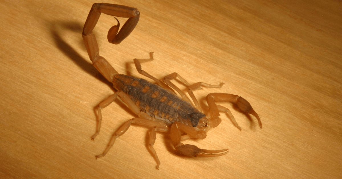 How Scorpions Adapt and Survive through Natural Selection.