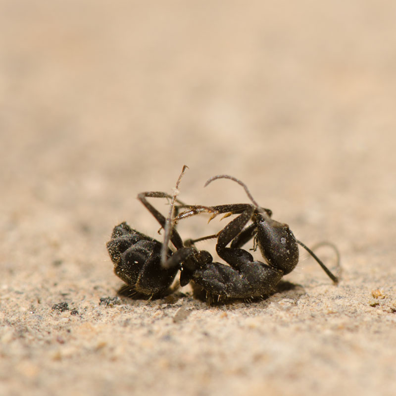 Ant Control 855Bugs Pest Control & Exterminators