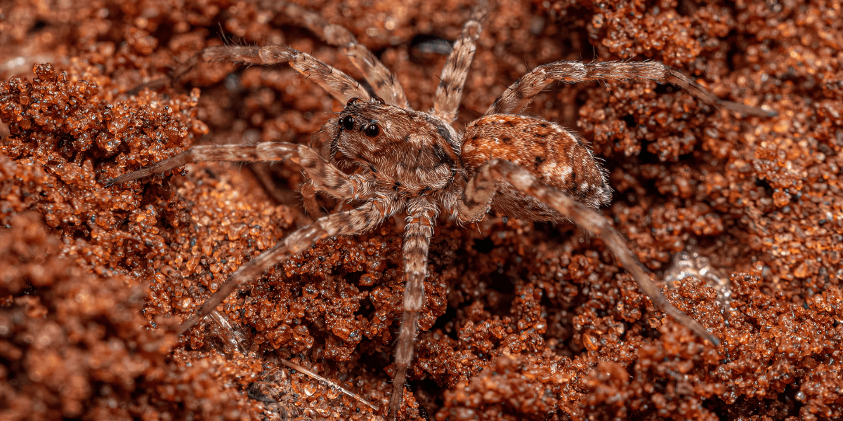 Wolf Spiders—Behavior, Habitat, and Control 855Bugs Pest Control