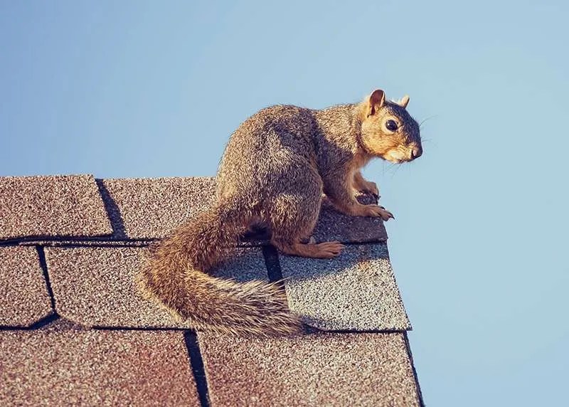 Wildlife Pest Control Wildlife Control, Removal & Relocation