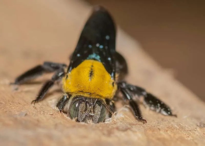 Carpenter Bee Removal & Extermination Burlington County PA