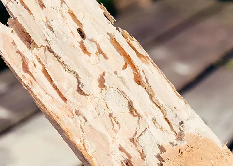 Powderpost Beetle Control & Treatment 877BUGFREE