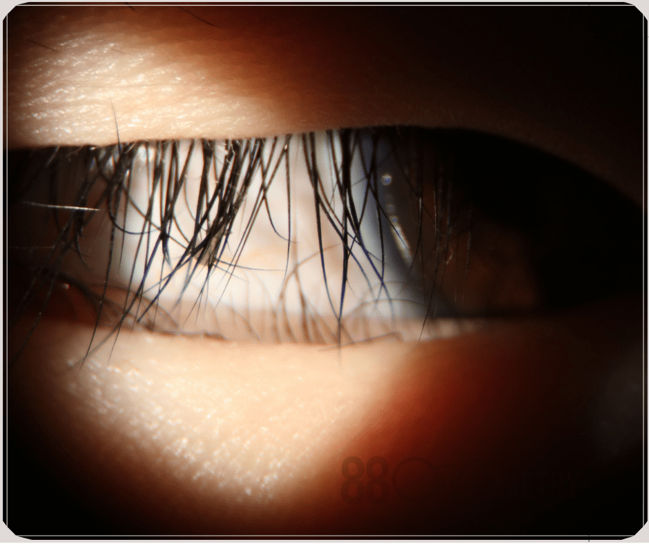 Lydia Tan 88 Optometry