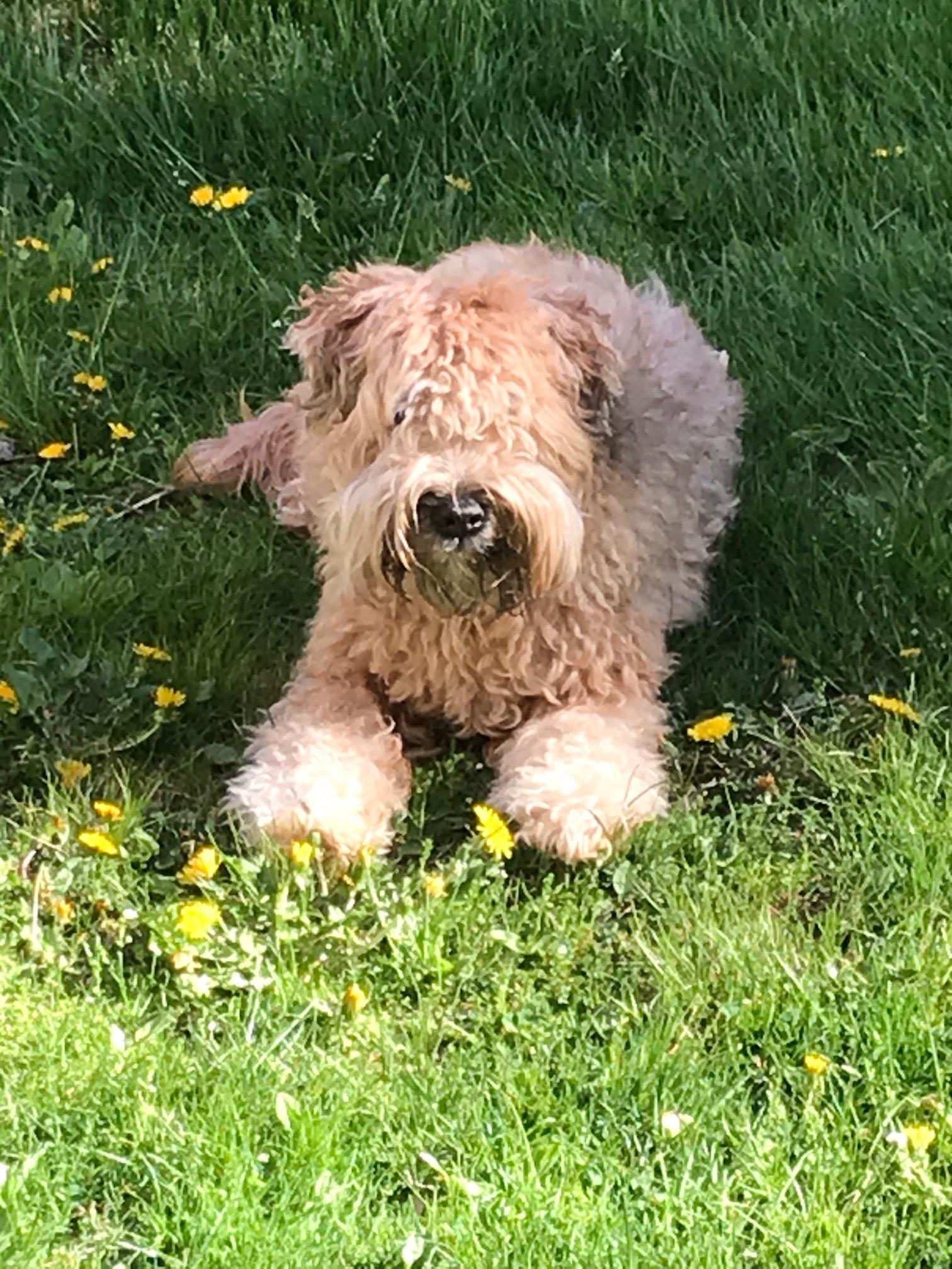 AUTOMATICALLY CALCULATE YOUR DOG'S AGE IN HUMAN YEARS Blog 89.9 The