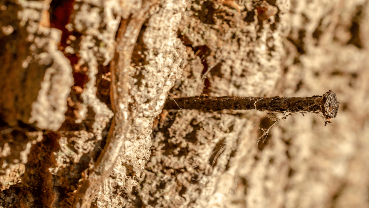Does a Copper Nail Kill a Tree? Full Guide (& How to Speed It Up)