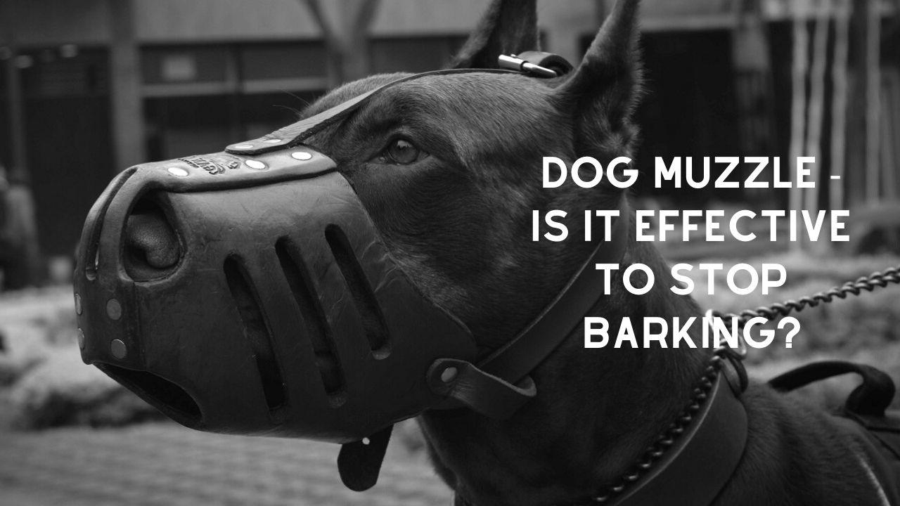 Dog Muzzle Is it Effective to stop your Dog or Puppy from Barking?