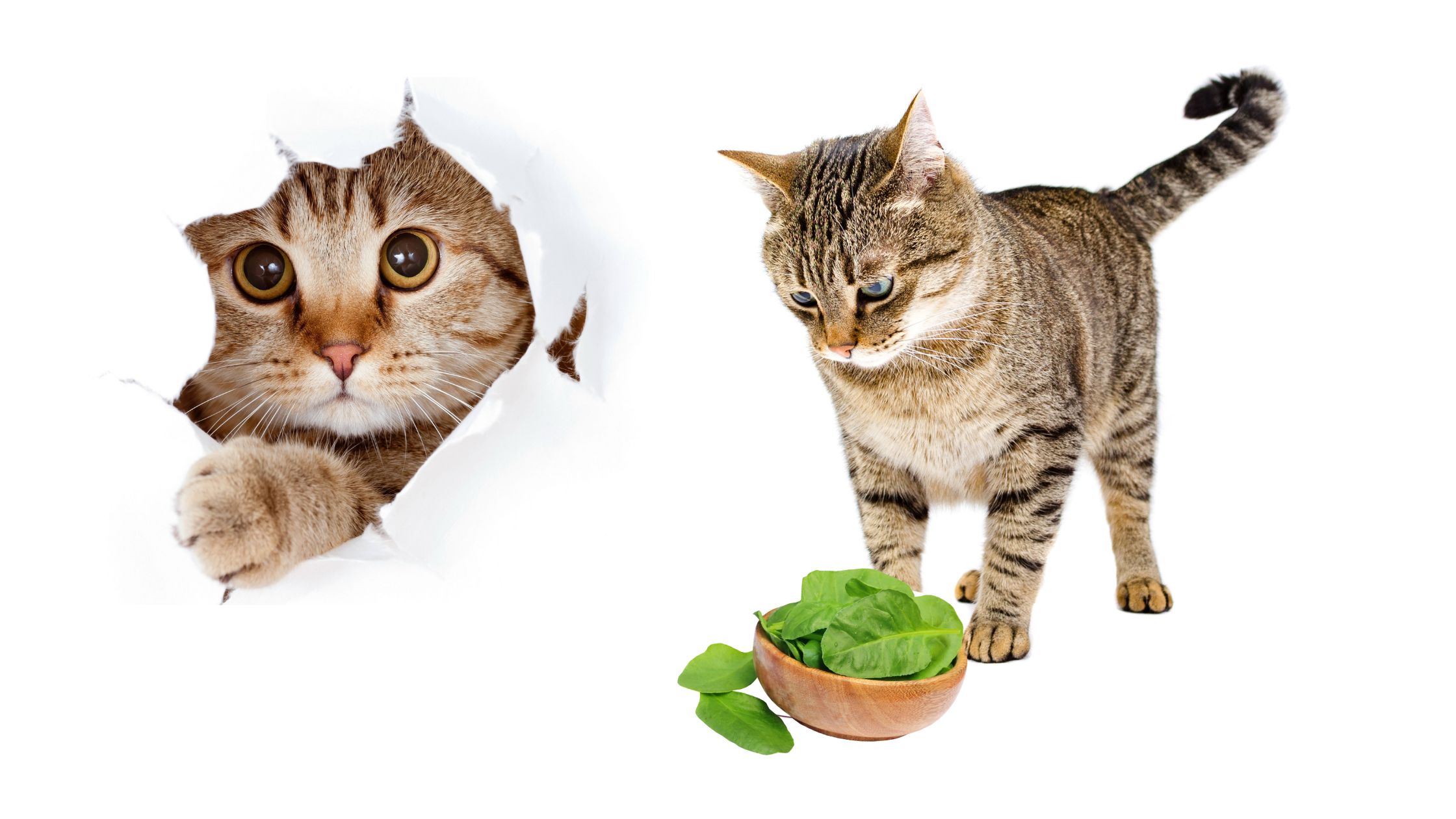 Can Cats Eat Spinach? The Truth Behind Controversial Question