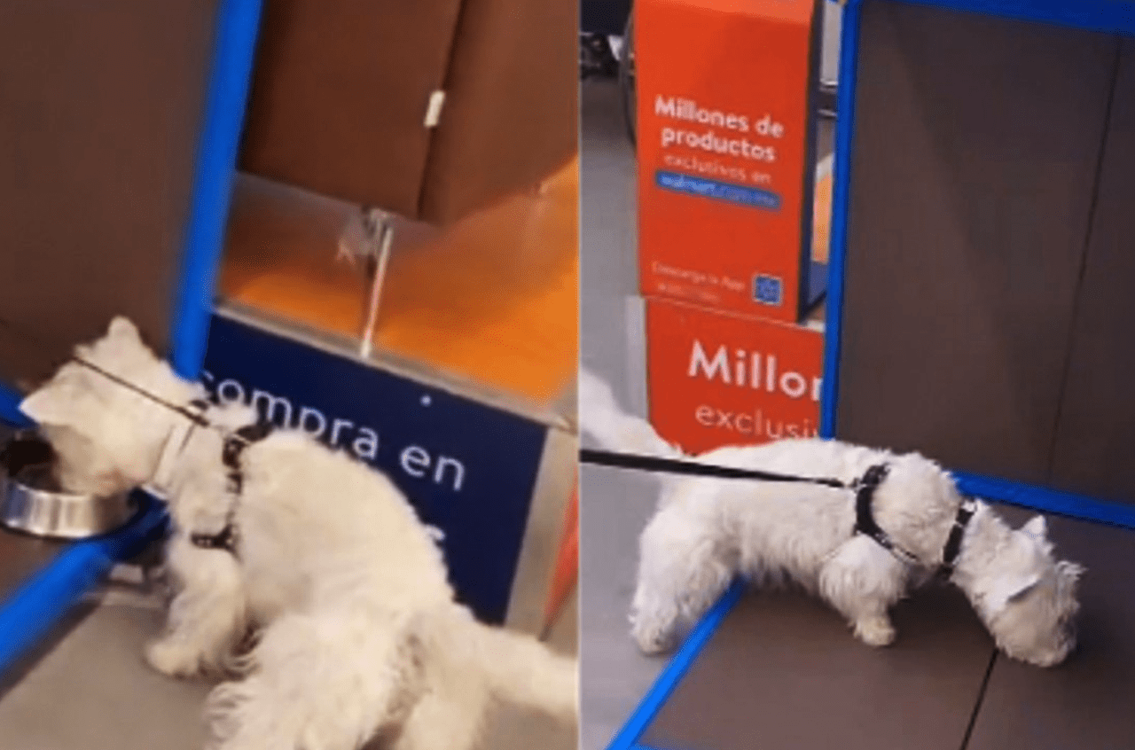 Walmart ahora es “pet friendly” en México 8 Columnas