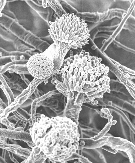 plesen можно ли использовать томатную пасту если сверху появилась плесень