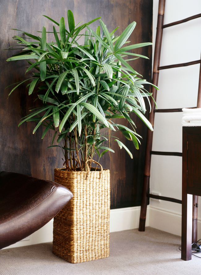 8 Low Maintenance Plants that Will Make Any Millennial