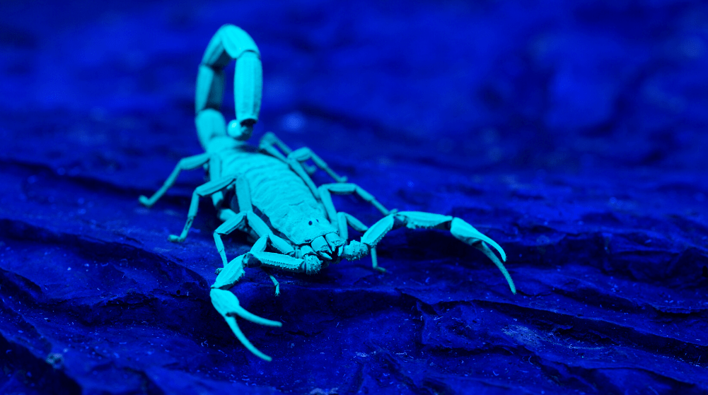 Blue Scorpion Facts Doyle's