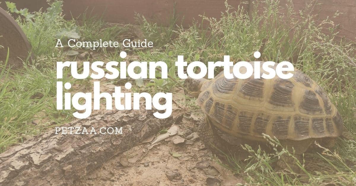 Complete Guide To Russian Tortoise Lighting 903Pets