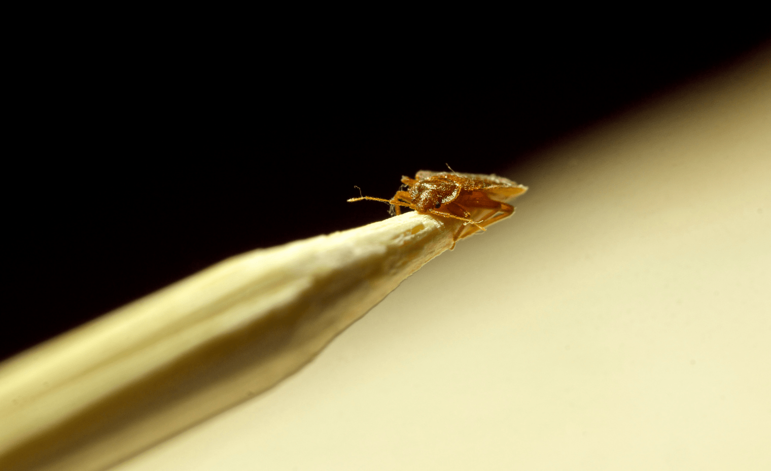 Bed bug Control and Extermination in NYC 911