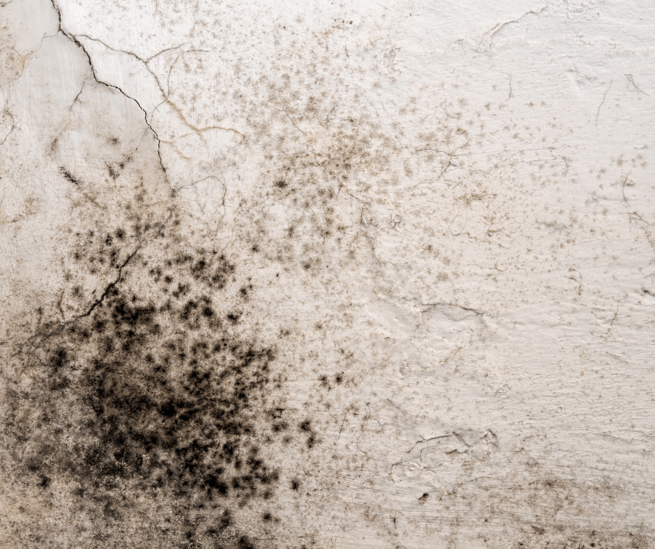 How Do I Remove Mould From My Walls? 911 Water Damage