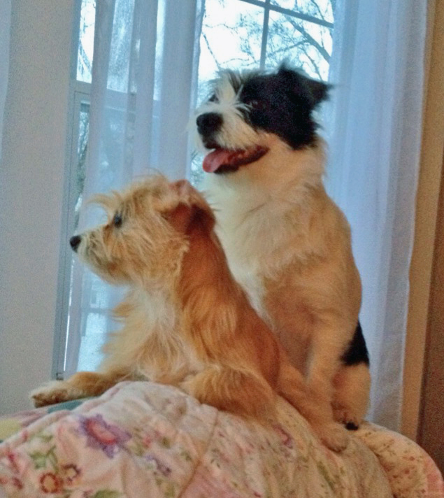 Lavonia Shelter Holds Rabies Clinic This Saturday 92.1 WLHR