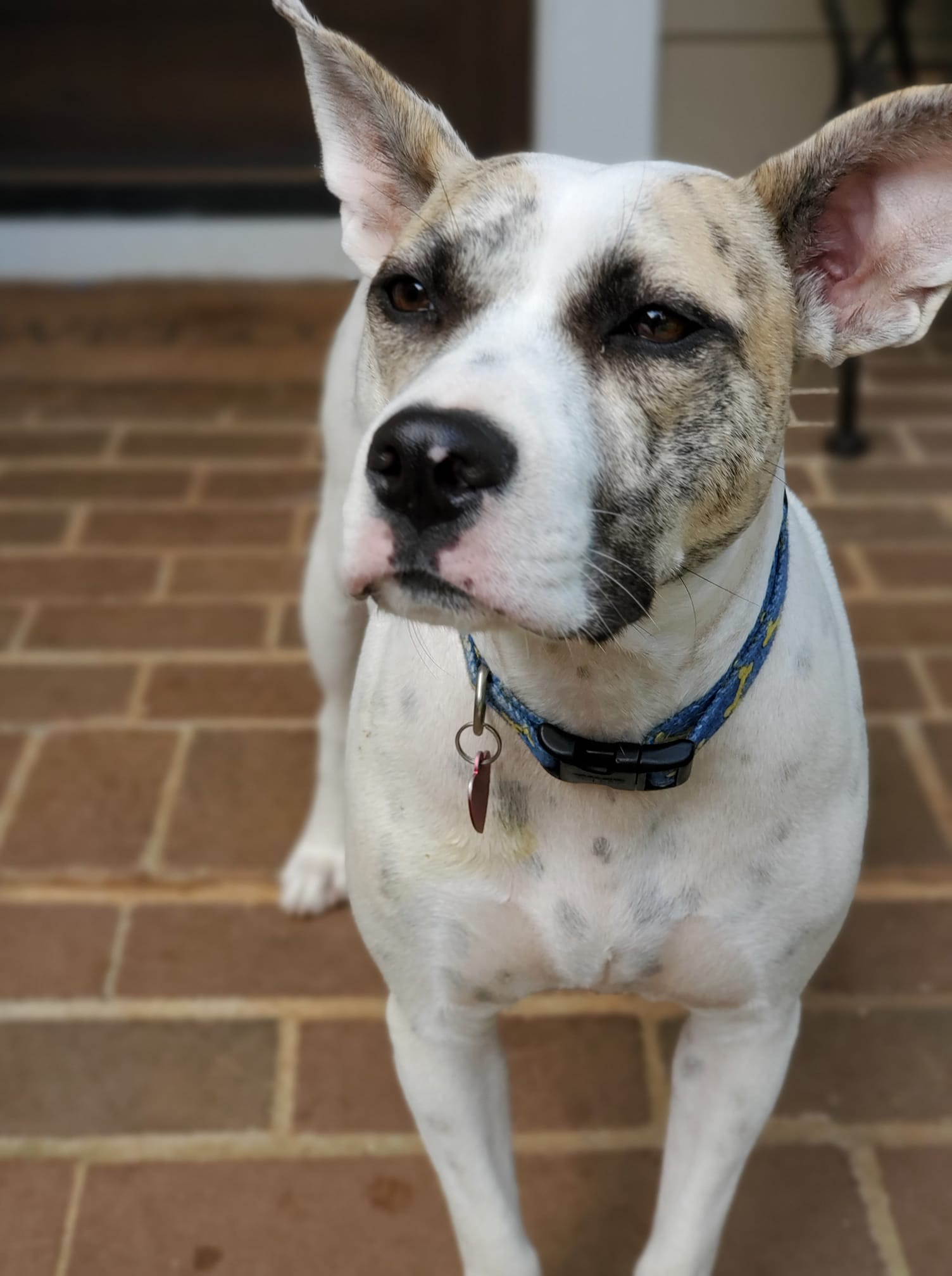 Delilah Young Adult Mixed Breed Looking for Furrever Home 92.1 WLHR