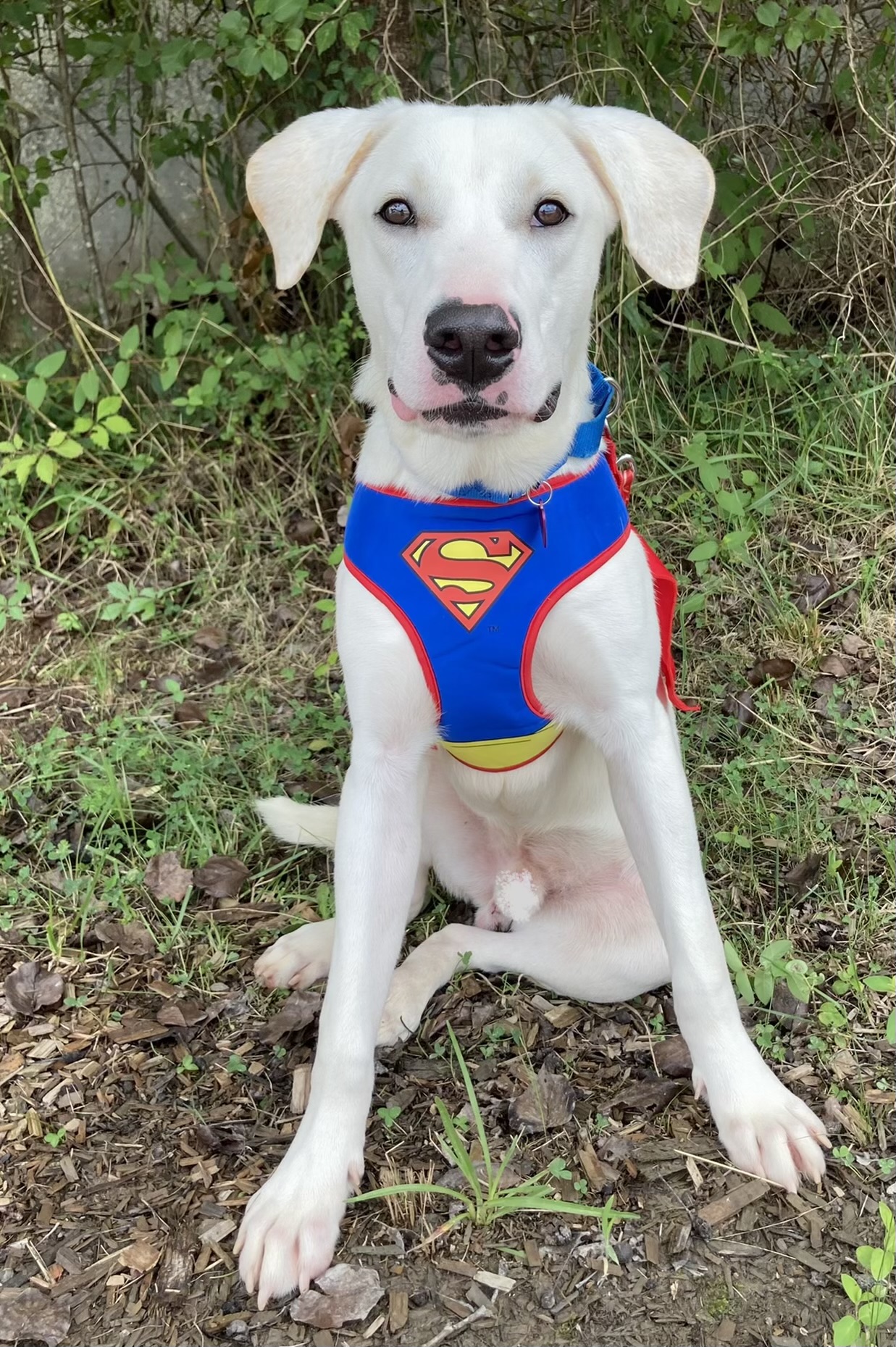 ADOPTED! Krypto Lab Mix Puppy at Hart Co Humane Society 92.1 WLHR