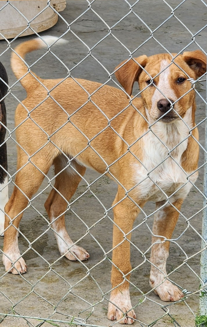 Ellie Hound Mix Puppy Available at Northeast Animal Shelter