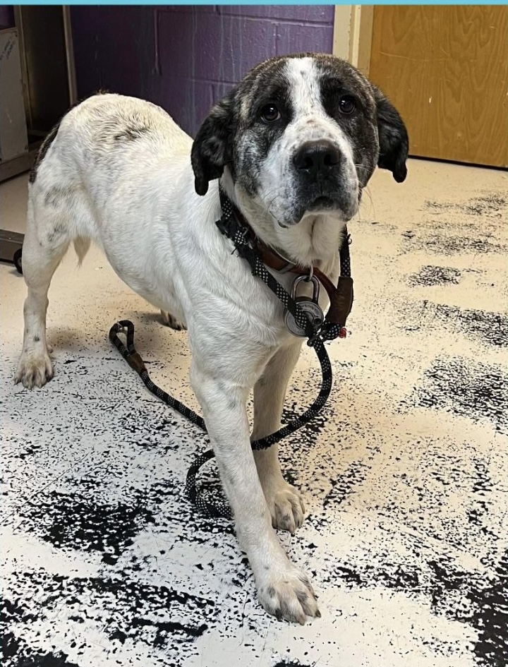 Patti Young Lab Mix Available for Adoption at the Northeast