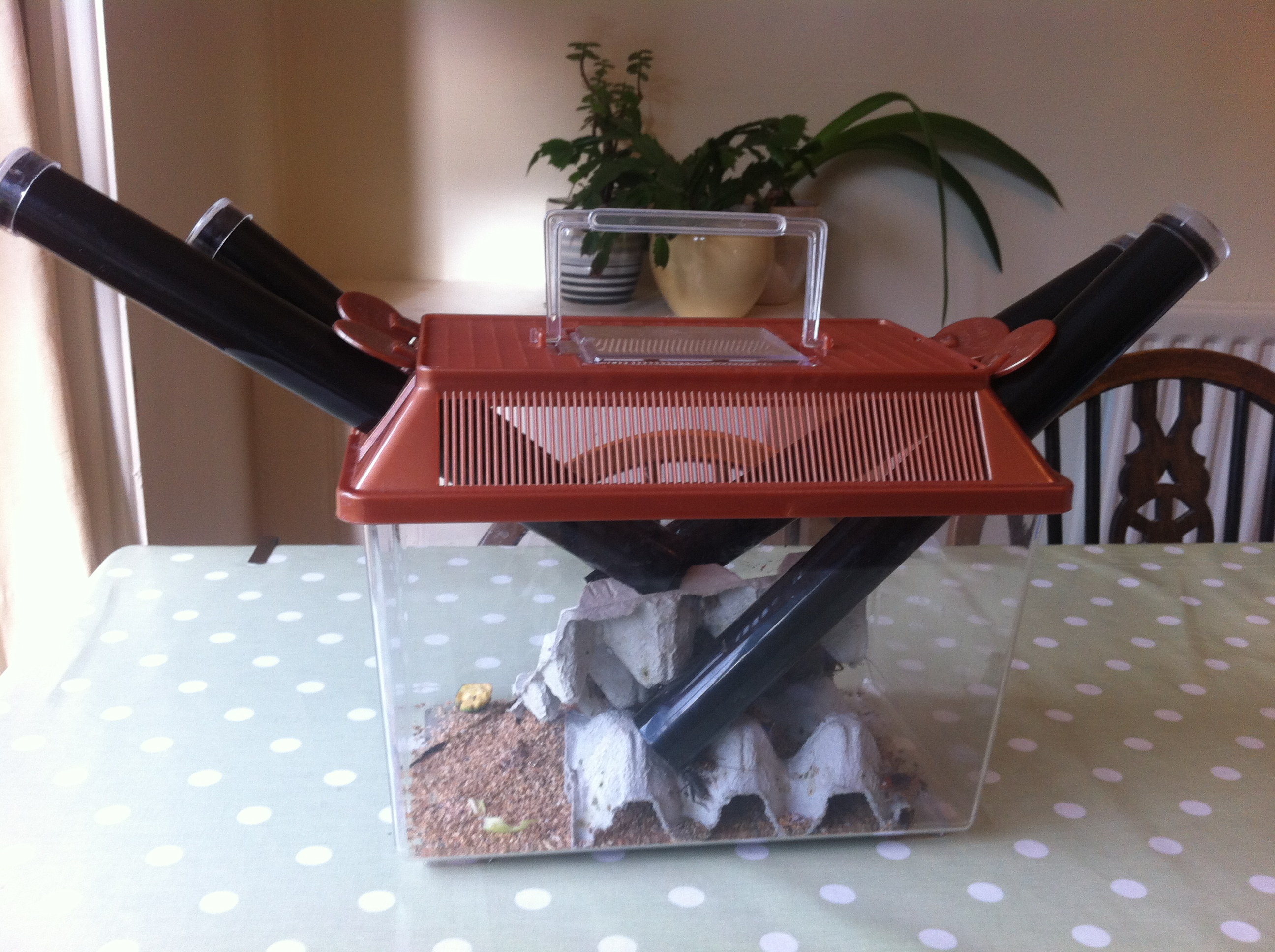 Keeping a Chameleon as a Family Pet Nine to Three Thirty