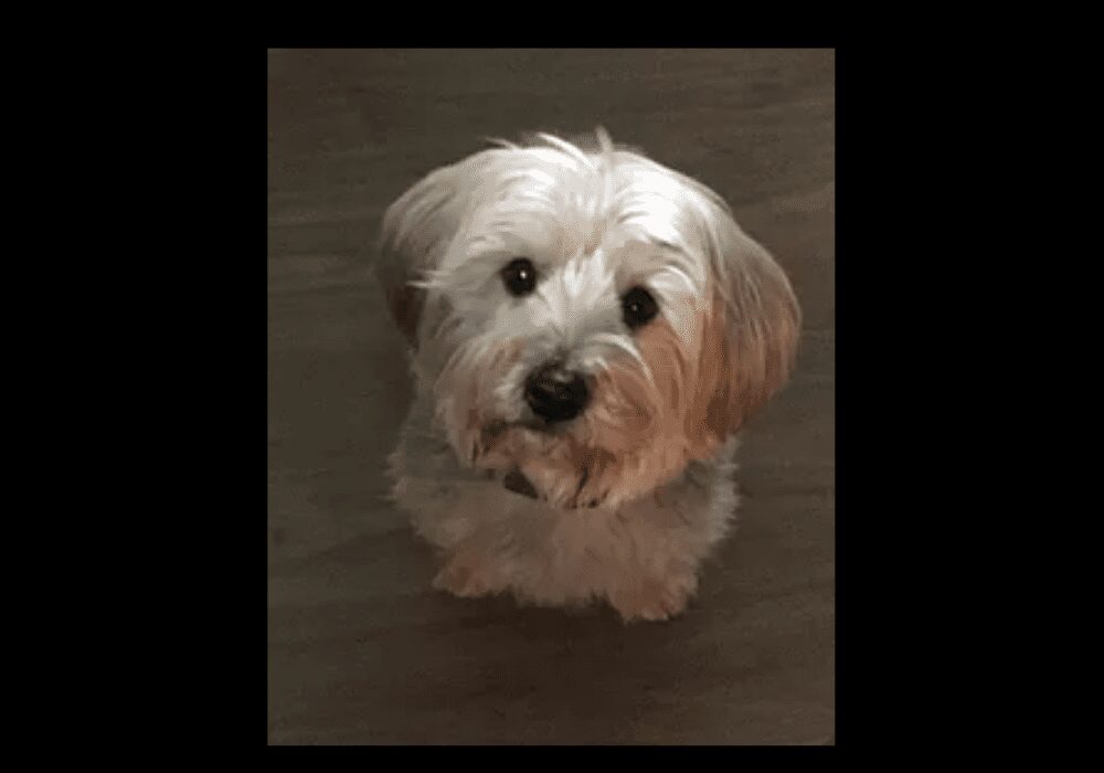 How Smart Are Yorkie Poos