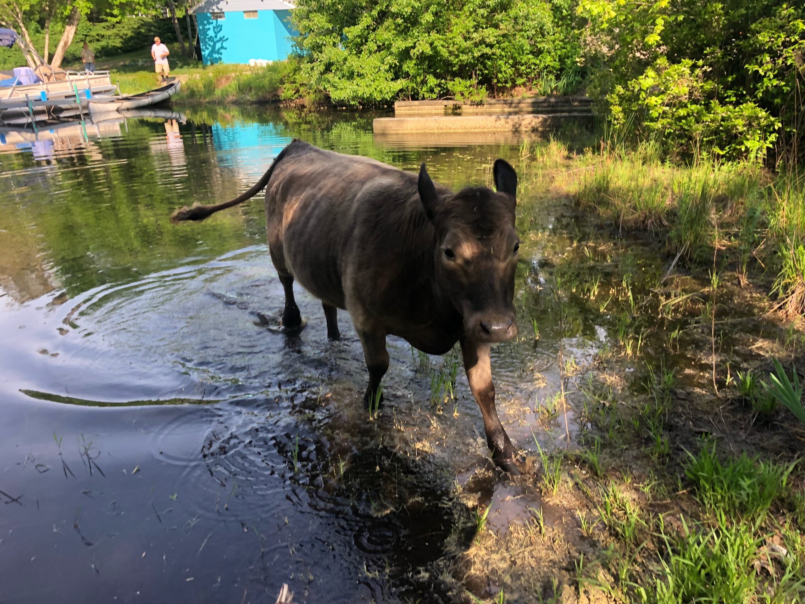 Rosie the Cow Ventures towards Plymouth, Safely Corralled in Wareham