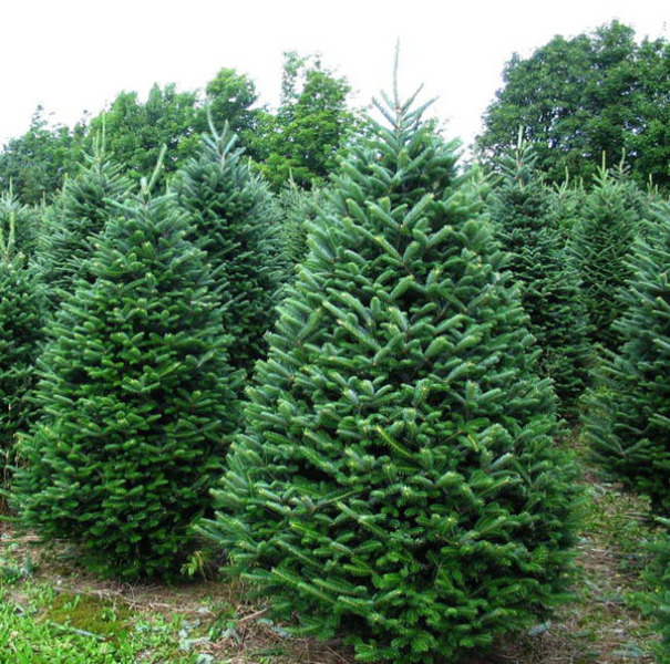 Real Christmas Tree Varieties Madison, WI
